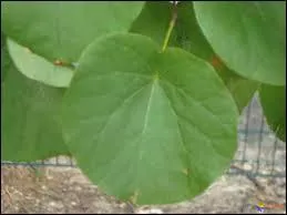 Quelle est cette feuille ?