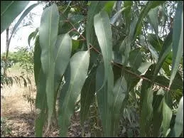 Quelles sont ces feuilles ?