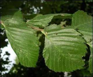 Quelle est cette feuille ?