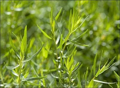 Quelles sont ces feuilles ?