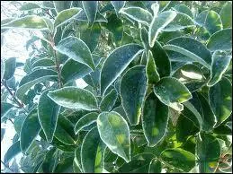 Quelles sont ces feuilles, ici, givres ?