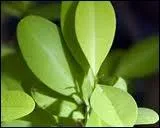 Quelles sont ces feuilles ?