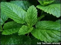 Quelles sont ces feuilles ?