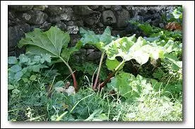 Quelles sont ces feuilles ?