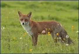 A quel sicle la chasse au renard a-t-elle commenc  tre un sport au Royaume-Uni ?