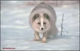 De quoi se nourrit le renard polaire ?