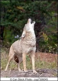 Pourquoi le coyote hurle la nuit ?