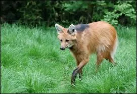 O vit le loup  crinire ?