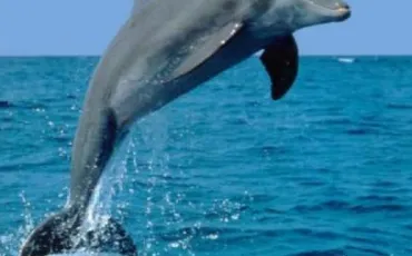 Quiz Dauphins