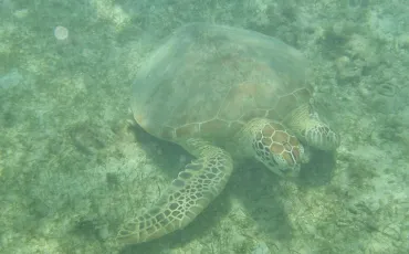 Quiz Tortues