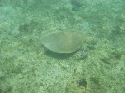 Est-ce que la tortue terrestre va dans l'eau ?