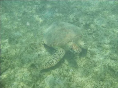 Combien de kilos pse la tortue terrestre ?