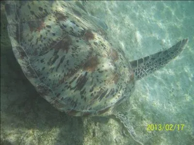 Que mange la tortue marine ?