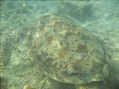 Combien de centimtres mesure la carapace de la tortue marine ?