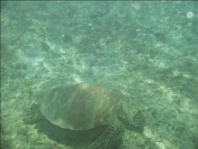 Est-ce que la tortue marine se laisse facilement approcher par l'homme ?