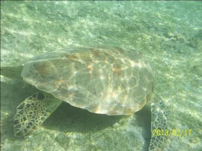 Avec quoi les tortues marines confondent-elles les sacs plastiques ?