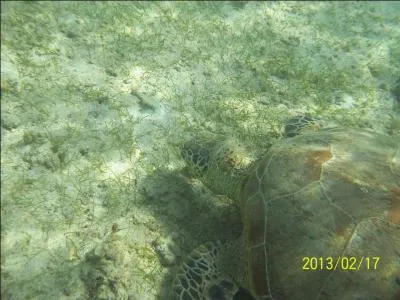 Combien de kilos pse la tortue marine ?