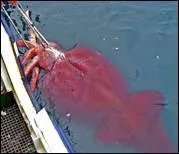 La cavolata ou la cauladda c'est ...