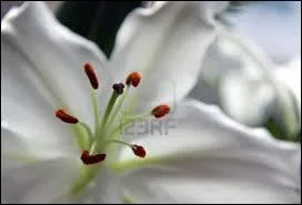 Merveilleusement odorants, des ptales de/d' :