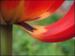 Quels sont ces ptales ?