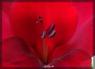 Voici des ptales de/d' :