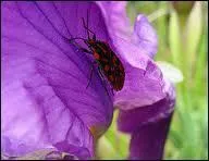 Que visite cet insecte ?