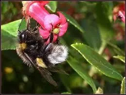 Voici une fleur de/d' ----.