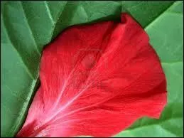 Quels sont ces ptales ?