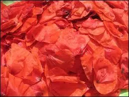 Pour un somptueux tapis rouge, des ptales soyeux de :