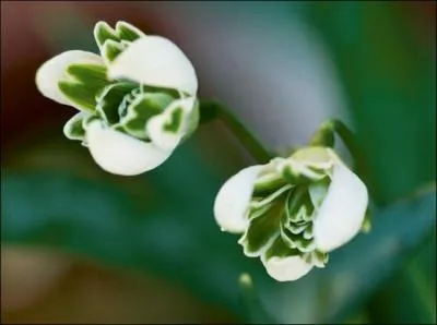 Quels sont ces ptales ?