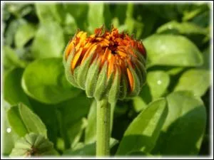 Prts  clore, des ptales de :