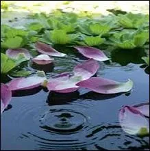 Dlicatement poss sur l'eau paisible, des ptales de/d' :