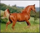 Quelle est cette robe ?