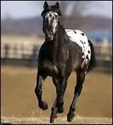 Quelle est cette robe ?