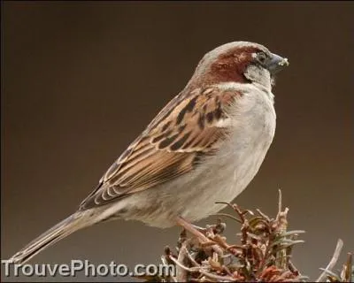 Un moineau adulte captur peut-il vivre en cage ?