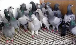 De quel oiseau ne peut-on pas manger les oeufs ?