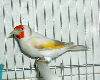 Comment appelle-t-on le petit de l'oiseau ?