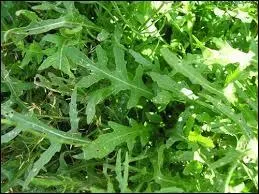 Elle a un petit got piquant et se mlange sans complexe avec d'autres varits plus fades.