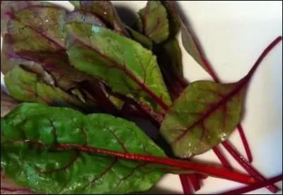 Quelles sont ces jeunes feuilles en tenue de gala ?