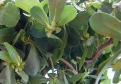 Et une salade gentiment acidule avec les :