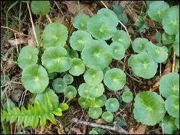 Quelques feuilles de/d' --------- pour une salade originale et sauvage.
