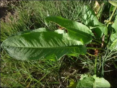 Je ne peux rsister  vous entraner dans une composition dlirante de jeunes feuilles de silne enfl, de coquelicot, de tiges de mouron blanc et de/d' ------- afin d'associer des saveurs piquantes et doucetres.
