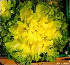 Des rosettes de feuilles boucles, blanches et croquantes pour une salade savoureuse.