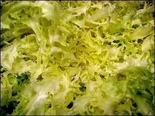 Salade rsistante, les jolies feuilles, denteles et blanches, ont des pointes vertes.