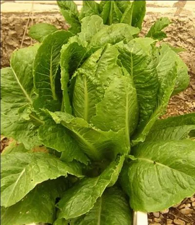 Cette laitue, aux longues feuilles croquantes, aime bien la chaleur.
