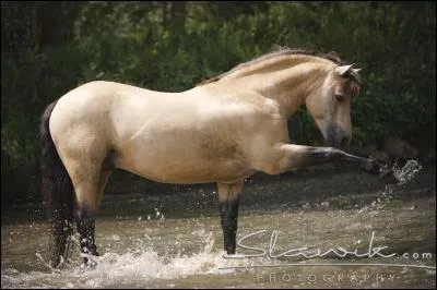 Quelle est la robe de ce poney ?