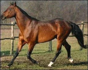 On complique, quelle est cette race ?