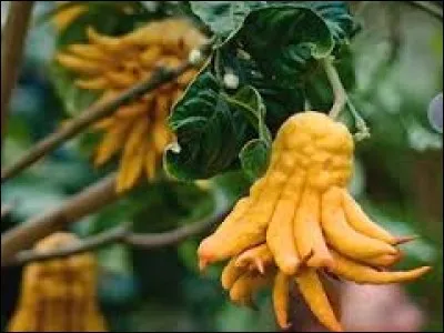 Quel arbre donne ces beaux fruits en forme de main de Bouddha ?