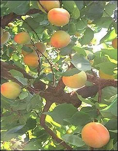 Nous avons tous envie de couleurs, de vitamines. Dans quel arbre êtes-vous perchés ?