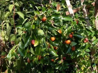 Oui, on en trouve dans le sud de la France, déplacez-vous en région méditerranéenne. Attention, l'arbre est épineux.